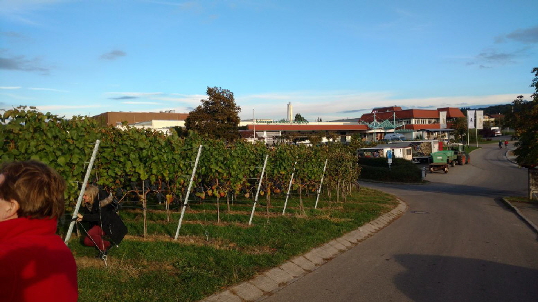 Wir sind am Hessigheimer Felsengarten angekommen. Hier führt ein Wanderweg und Pfad in den Weinberg. Wir hatten schon Spätnachmittag und die Licht-/Schattenverhältnisse waren einfach toll im Sonnenlicht.