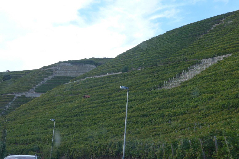 Weintrauben zu ernten muss eine ziemliche Plackerei sein. An diesen steilen Hängen ist meist Handarbeit oder Spezialgerät erforderlich. 